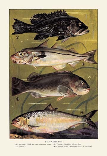 Saltwater Fish #3 - Fine Art Giclee Print 24" x 36"