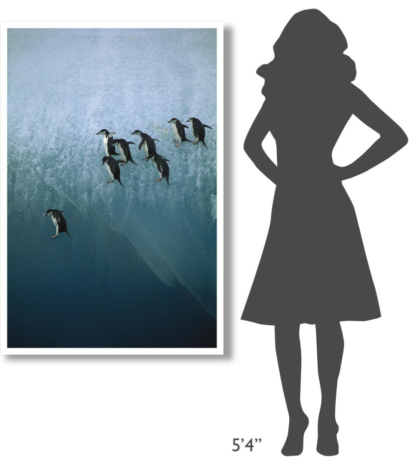 "Chinstrap Penguins jumping off iceberg, Sandwich Islands" Paper Art, 34"x50"