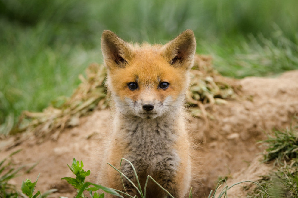 Coming Out (Baby Fox Pup) Wildlife Photography Unframed Wall Art Print, 8" X 10"