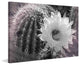 "Desert Queen" Painting Print on Canvas by Robertson