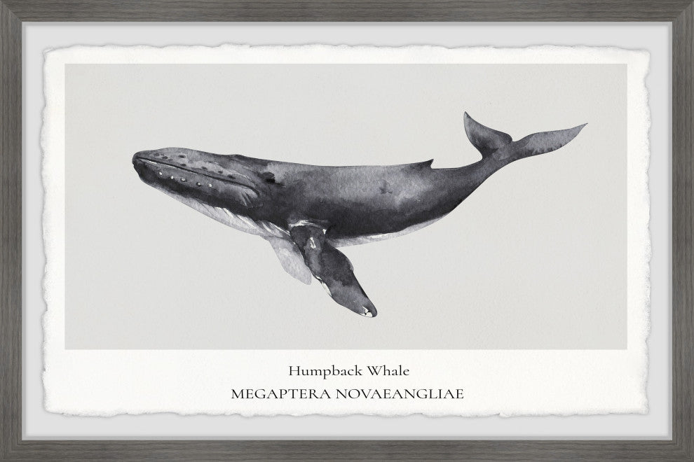 "Megaptera Novaeangliae" Framed Painting Print, 24x16