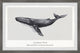 "Megaptera Novaeangliae" Framed Painting Print, 24x16