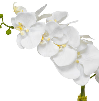 Close-up of the orchid flowers on a white background.