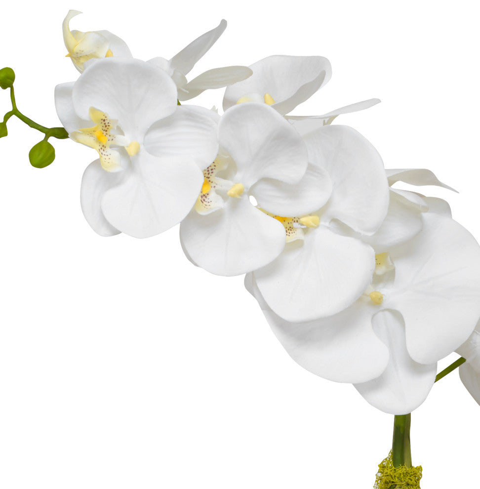 Close-up of the orchid flowers on a white background.