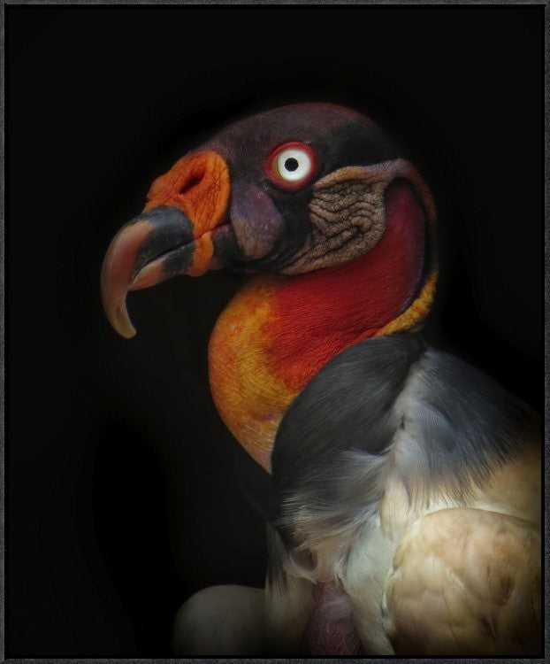 "King Vulture-Sarcoramphus Papa"  by Ferdinando Valverde, 25x31"