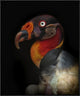 "King Vulture-Sarcoramphus Papa"  by Ferdinando Valverde, 25x31"
