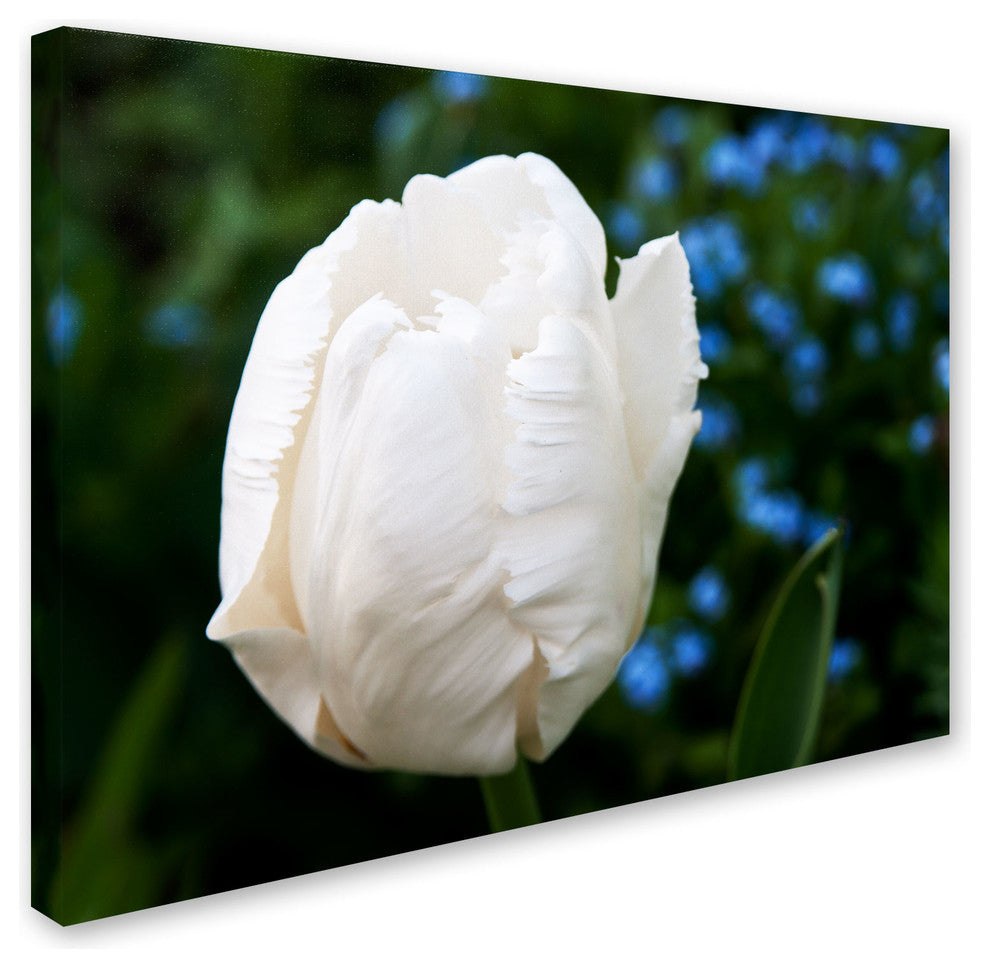 'White Parrot Tulip II' Canvas Art by Kurt Shaffer
