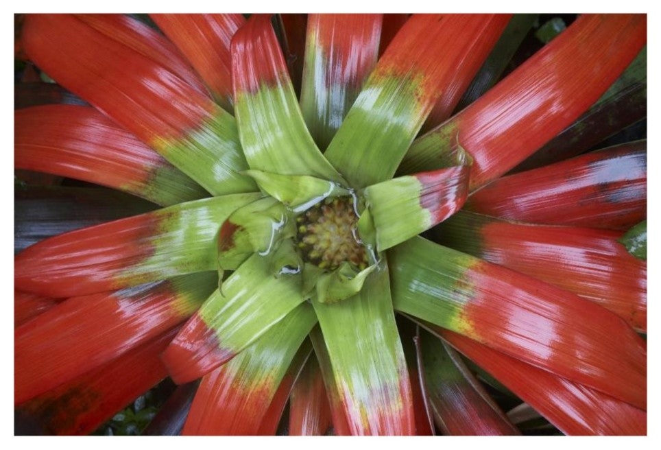 "Bromeliad flower, Costa Rica" Digital Paper Print by Tim Fitzharris, 26"x18"