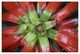 "Bromeliad flower, Costa Rica" Digital Paper Print by Tim Fitzharris, 26"x18"