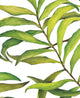 Tropical Leaves Peel and Stick Vinyl Wallpaper, 24"w X 60"h