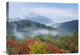 "Broadleaf Forest, Shenandoah National Park, Virginia" Artwork
