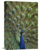 "Indian Peafowl Male With Tail Fanned Out In Courtship Display" Artwork