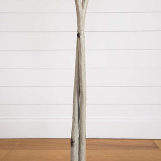 Close-up trunk/branch view on white background; cropped portion of the tree.
