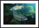 "Rainbow Trout pair underwater in Utah"  by Michael Durham, 44x32"