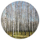 Sunny November Day In Birch Grow, Forest Round Metal Wall Art, 23"