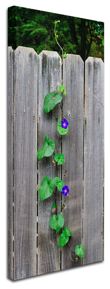 ''Morning Glory Fence 2'' Canvas Art by Kurt Shaffer
