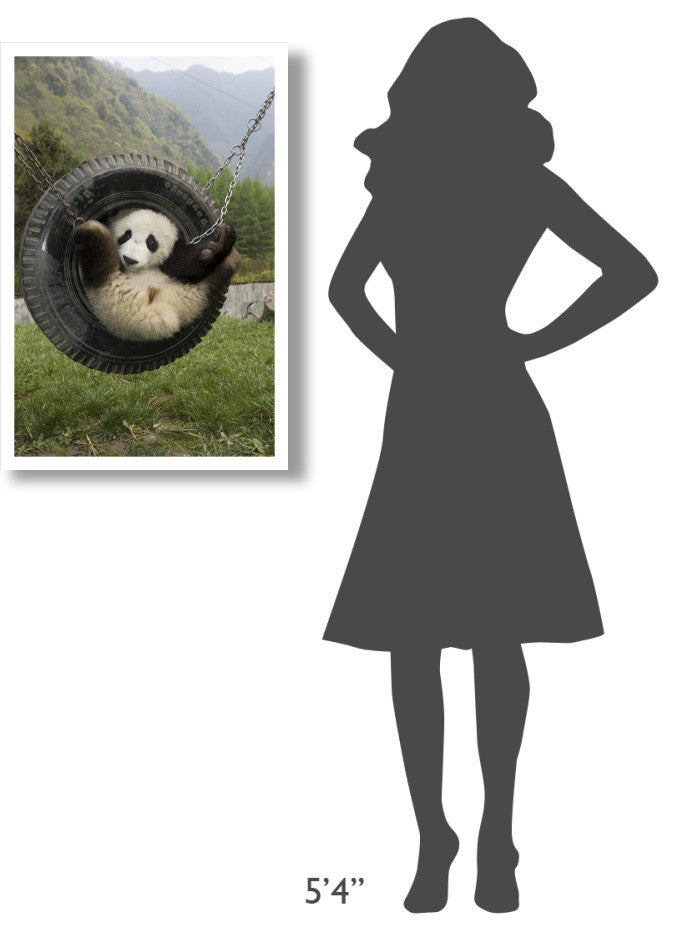 "Giant Panda cub playing in swing, Wolong Nature Reserve" Paper Art, 22"x32"