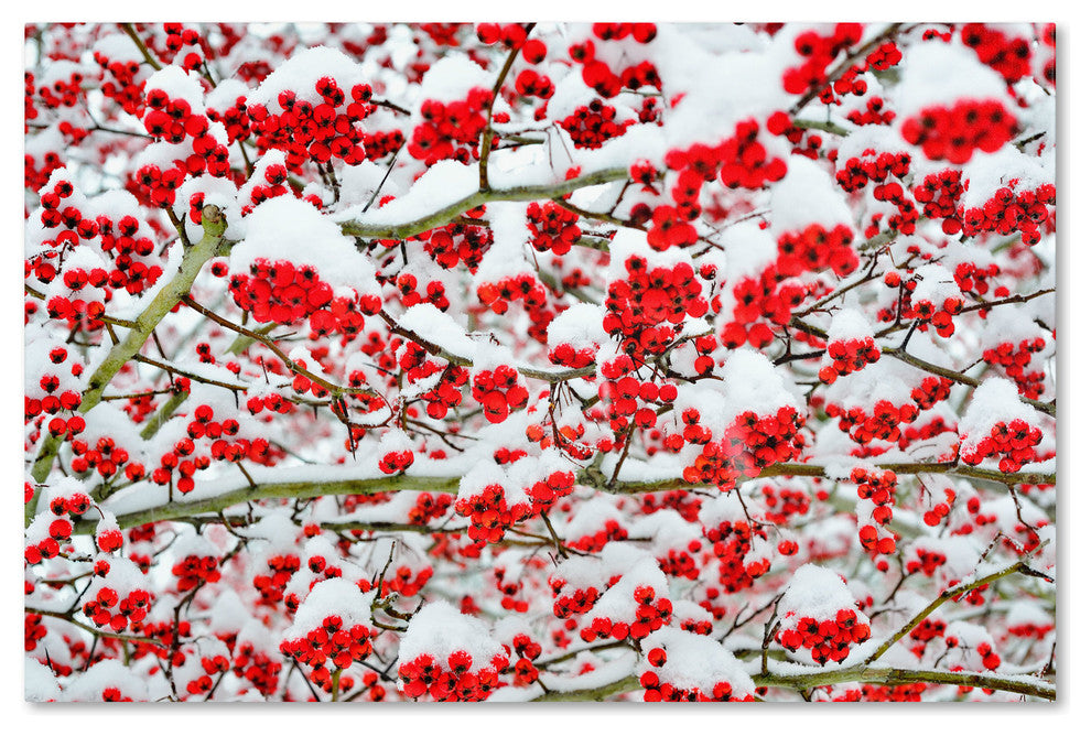 'Winter Berries in the Snow' Canvas Art by Kurt Shaffer