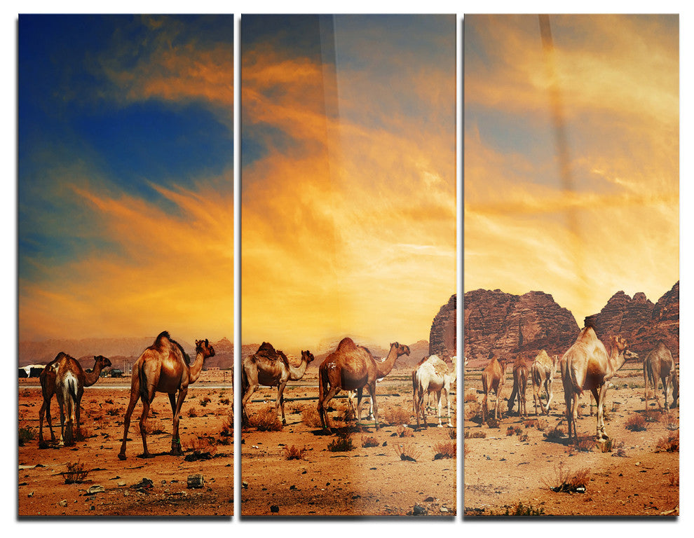 "Camels in Wadi Rum" Photography Glossy Metal Wall Art, 3 Panels, 36"x28"