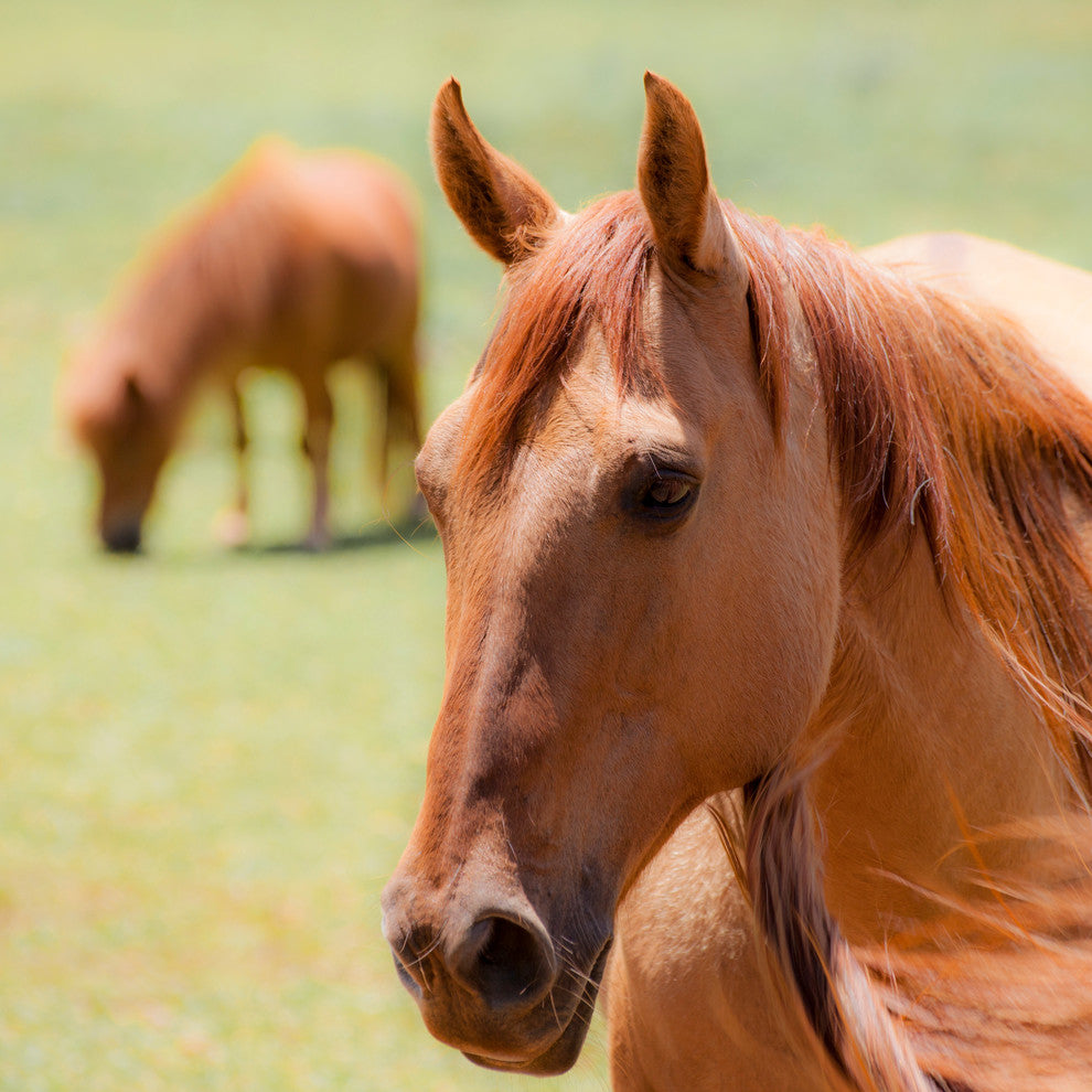 Horses1 Canvas Giclee, 8"x 8"