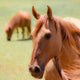 Horses1 Canvas Giclee, 8"x 8"