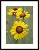 Blanketflower Close Up Showing Dense Pistils In Center, North America, 24"x30"