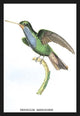 Hummingbird: Trochilus Saphirinus - Fine Art Giclee Print 24" x 36"