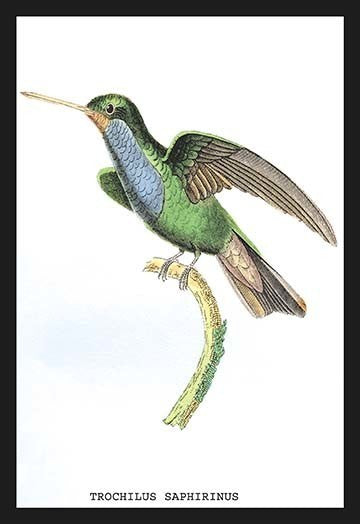 Hummingbird: Trochilus Saphirinus - Fine Art Giclee Print 24" x 36"