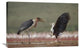 "African Fish Eagle Quarreling With Marabou Stork Kenya" Artwork, 36" x 24"