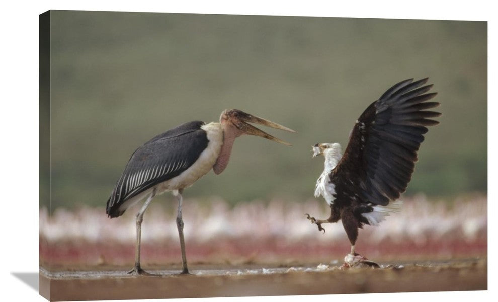 "African Fish Eagle Quarreling With Marabou Stork Kenya" Artwork, 36" x 24"