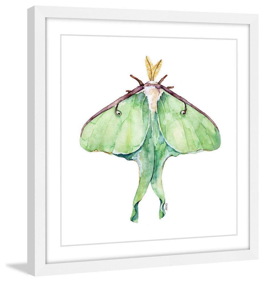 "Luna Moth" Framed Print by Rachel Byler
