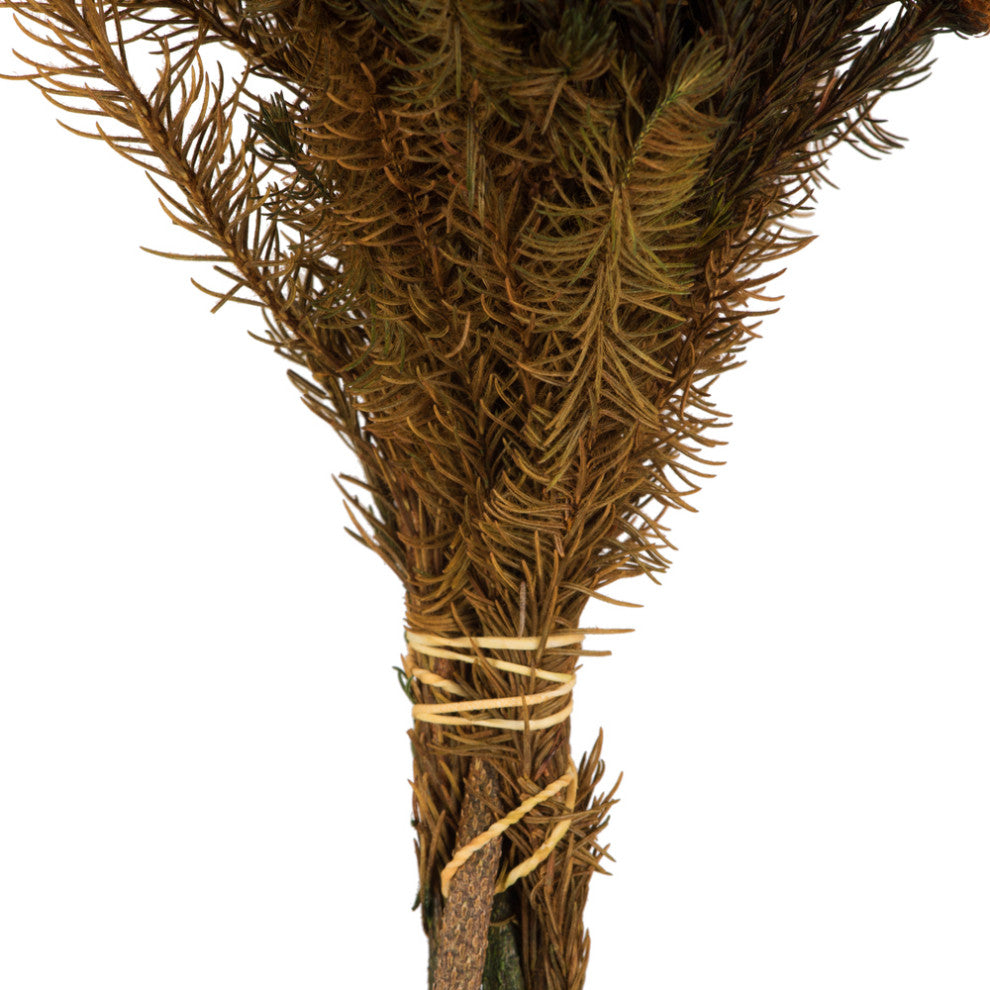 Brunia Stem Bundles, Preserved , Autumn, 12-16"