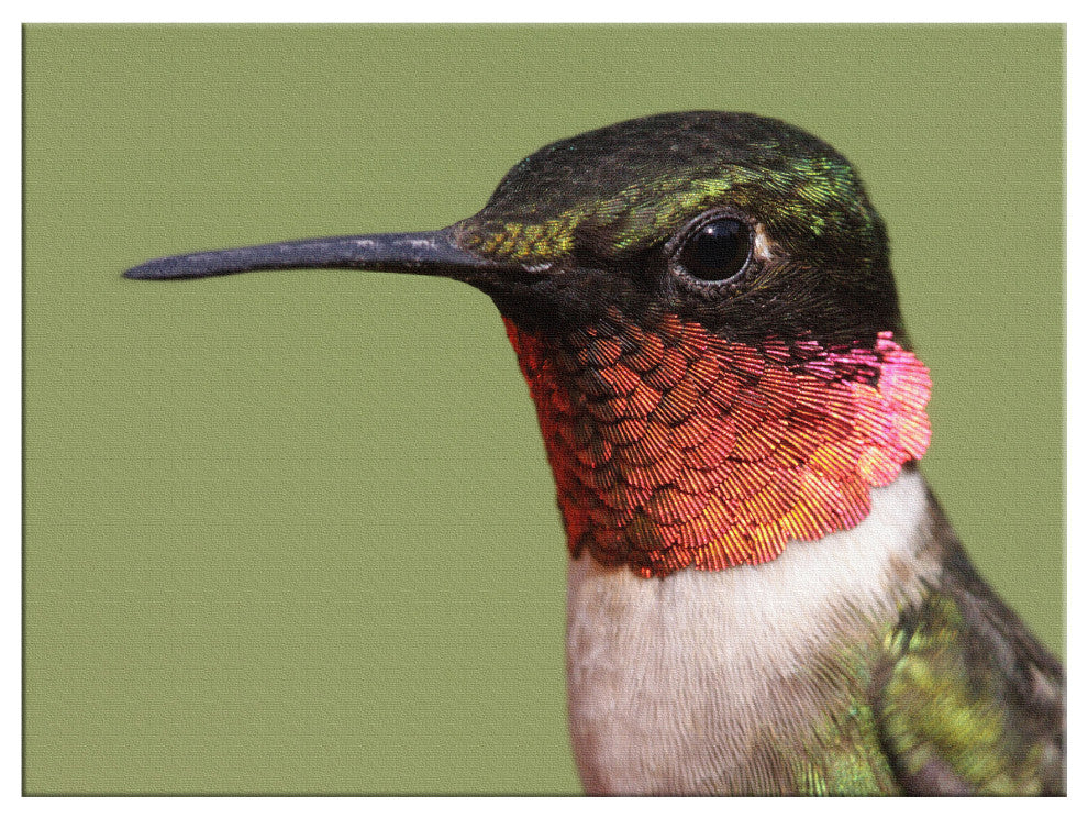 Close-up Ruby-throated Hummingbird Wildlife Photograph Canvas Wall Art Print, 12" X 16"