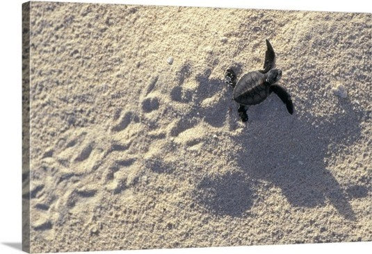 "Young sea turtle " Canvas Art, 48"x32"x1.25"