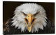"Fierce" Stretched Canvas Giclee by Jimmy Hoffman, 24"x16"