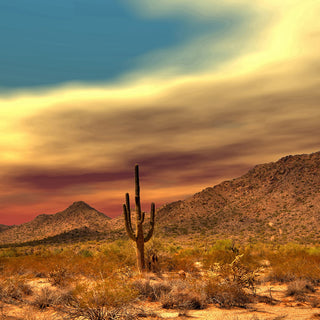 "Lone Cactus" Painting Print on Canvas