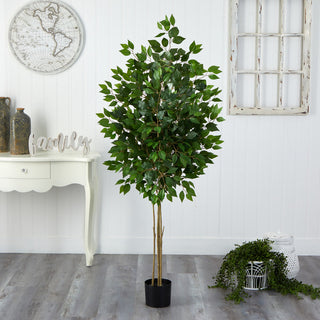 Real-room lifestyle setting with full plant visible