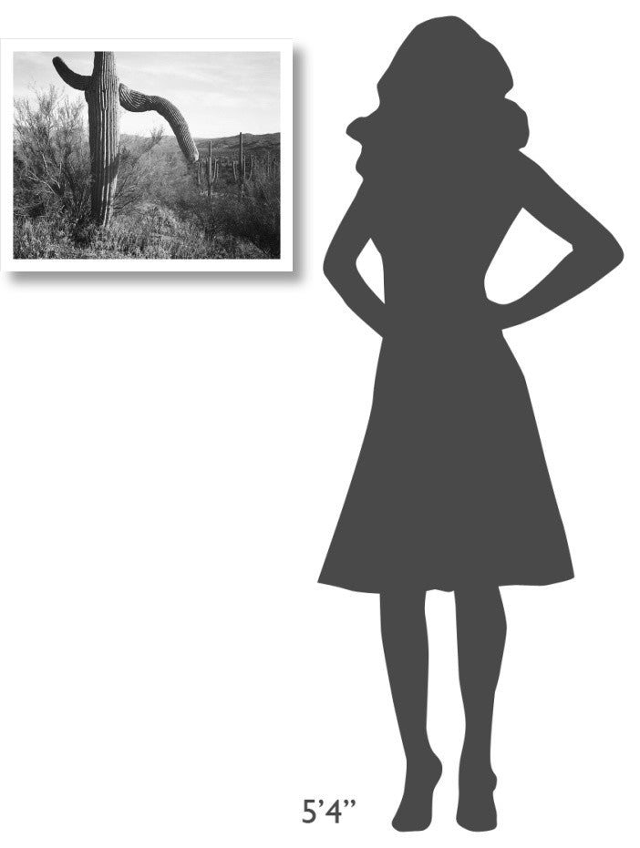 "Cactus, Saguaro National Monument, 1941-1942" Paper Art, 24"x19"