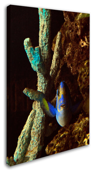 'Fish in the Rocks' Canvas Art by Kurt Shaffer