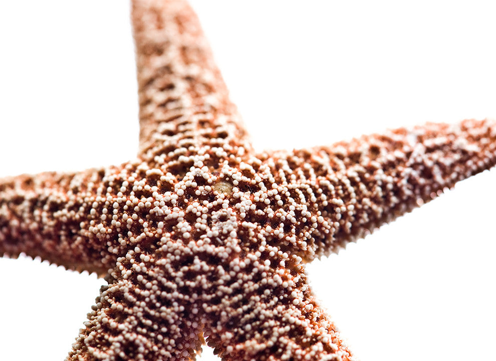 "Basket Stars" Metal, 32"x44"