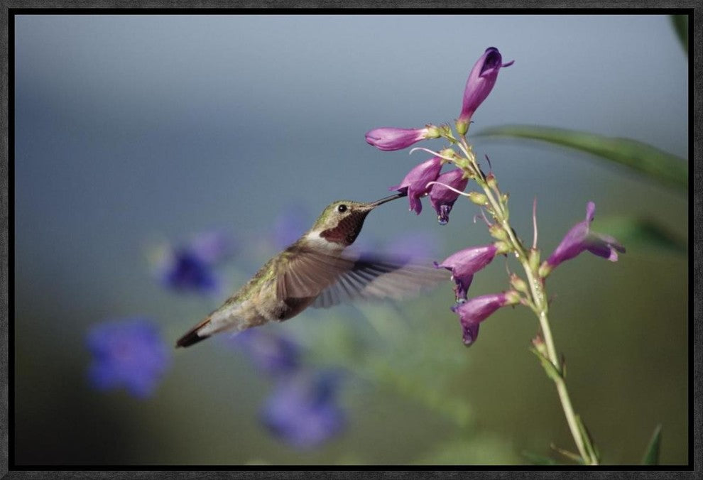 Broad-Tailed Hummingbird Feeding On Flowers, New Mexico, 18"x12"