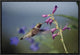 Broad-Tailed Hummingbird Feeding On Flowers, New Mexico, 18"x12"