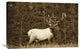 "Elk Or Wapiti Male Portrait, North America - Sepia" Artwork, 32" x 24"