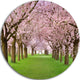 Stunning Cherry Blossoms Plenitude, Landscape Disc Metal Wall Art, 36"