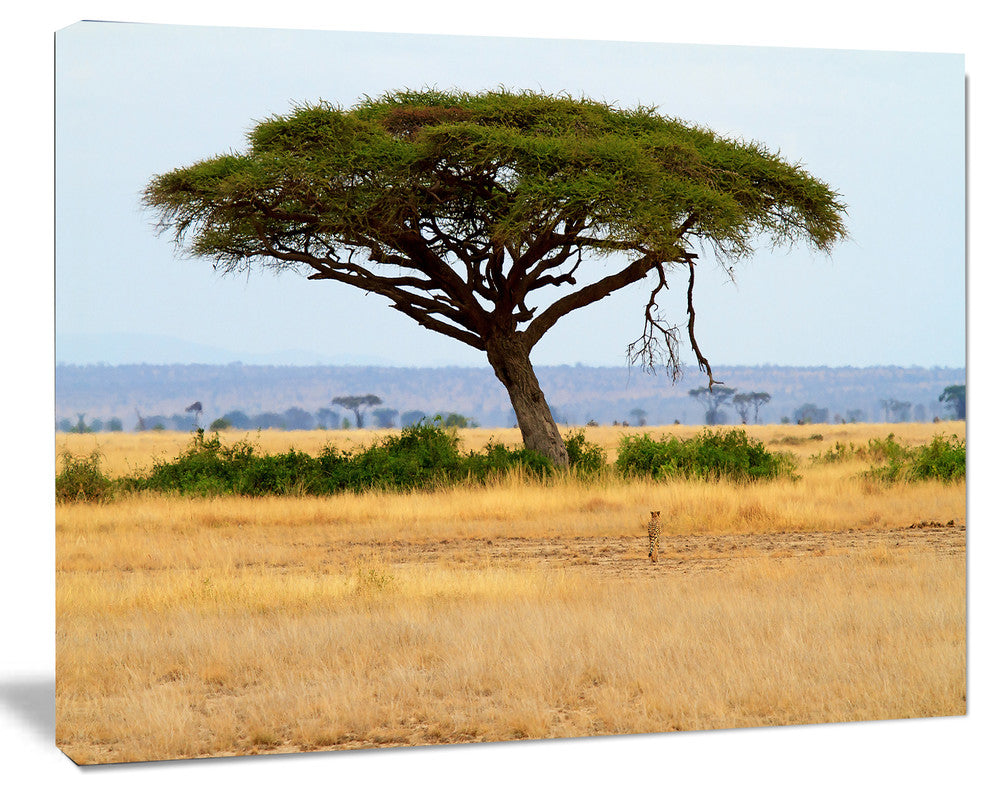 Acadia Tree and Cheetah in Africa, African Landscape Canvas Art, 20"x12"