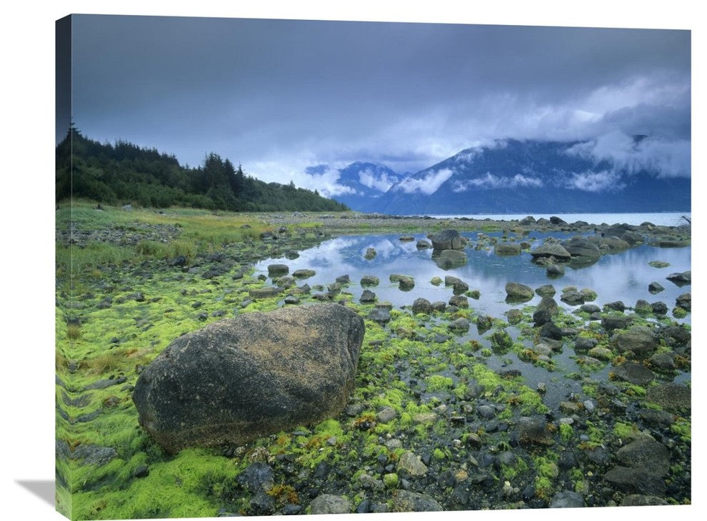 "Low Tide Revealing Algae Covered Rocks, Alaska" Artwork, 35" x 28"