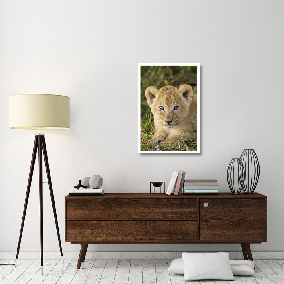 "African Lion 5 week old cub, vulnerable, Masai Mara Reserve" Paper Art, 26"x38"