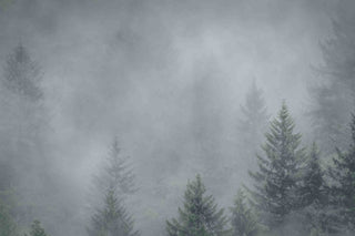 "Foggy Pines" Painting Print on Canvas
