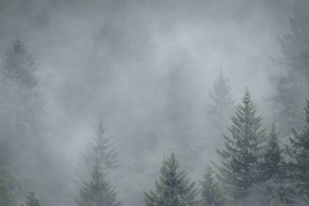 "Foggy Pines" Painting Print on Canvas