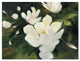 "Magnolia Blooms" Digital Paper Print by Julia Purinton, 26"x20"